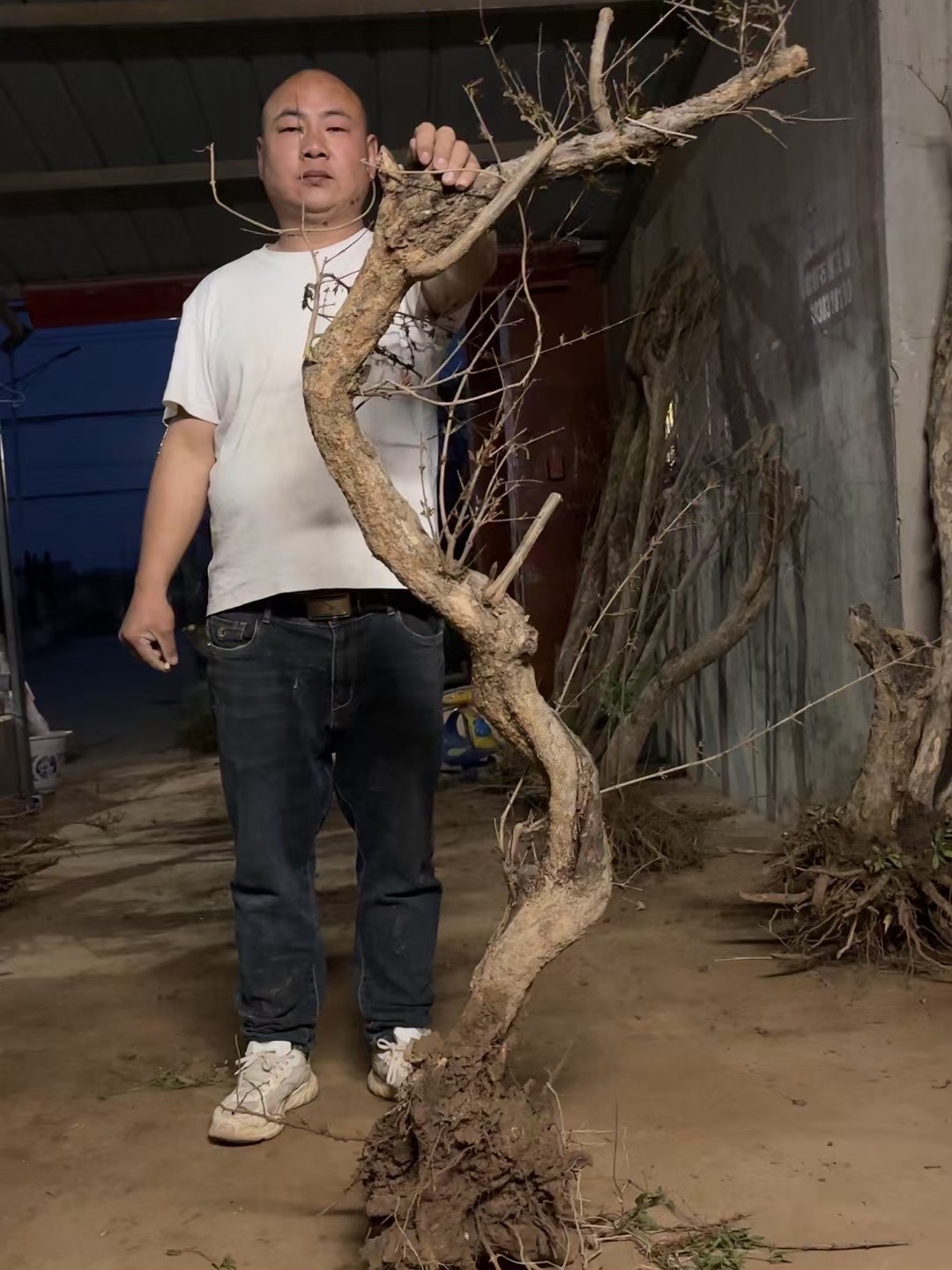 大红袍盆景独特观赏绿植适合室内外摆放