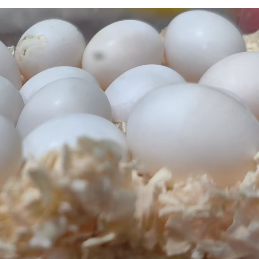 新鲜掏窝鹦鹉蛋3