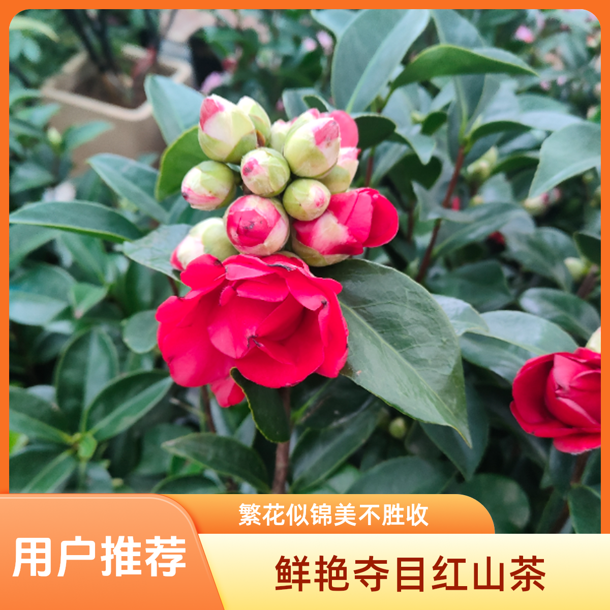 茶花红色大花大颗