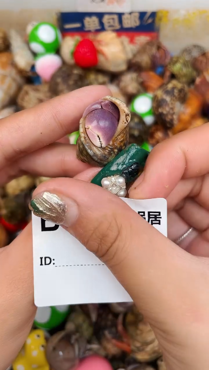 陌派甄选寄居蟹0666