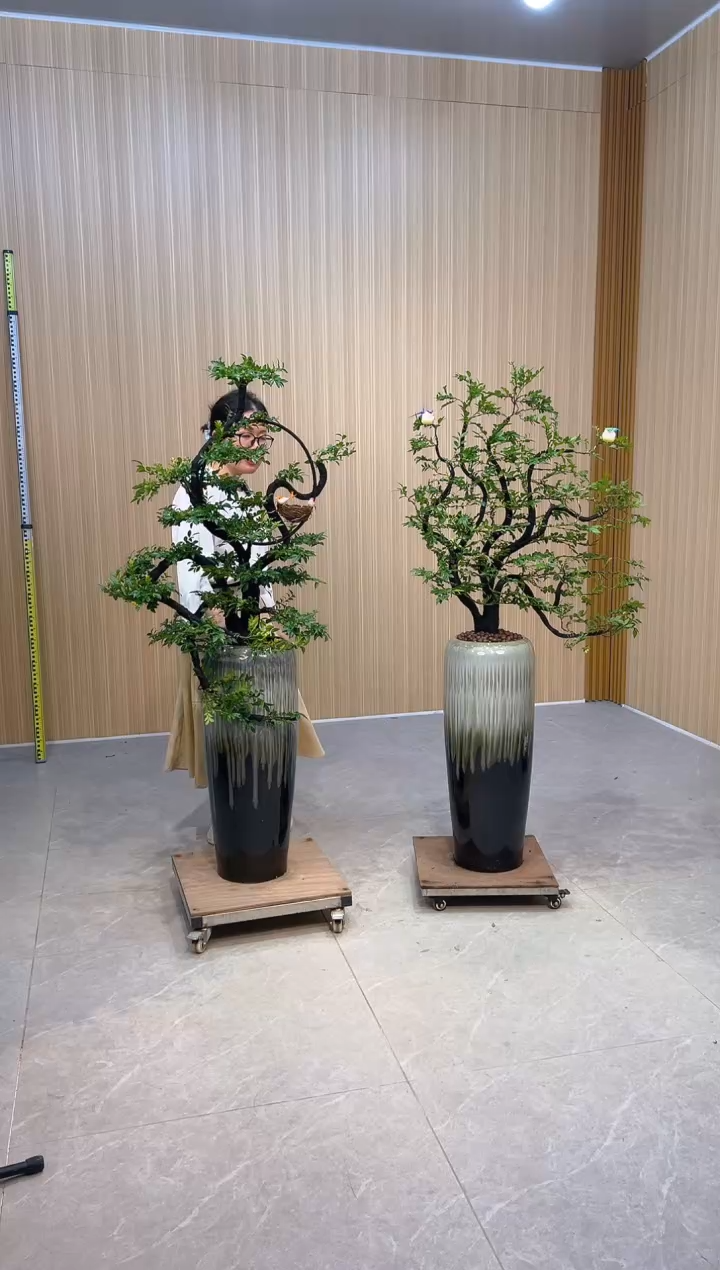 完全开放邓*兰洒金珊瑚洒金珊瑚