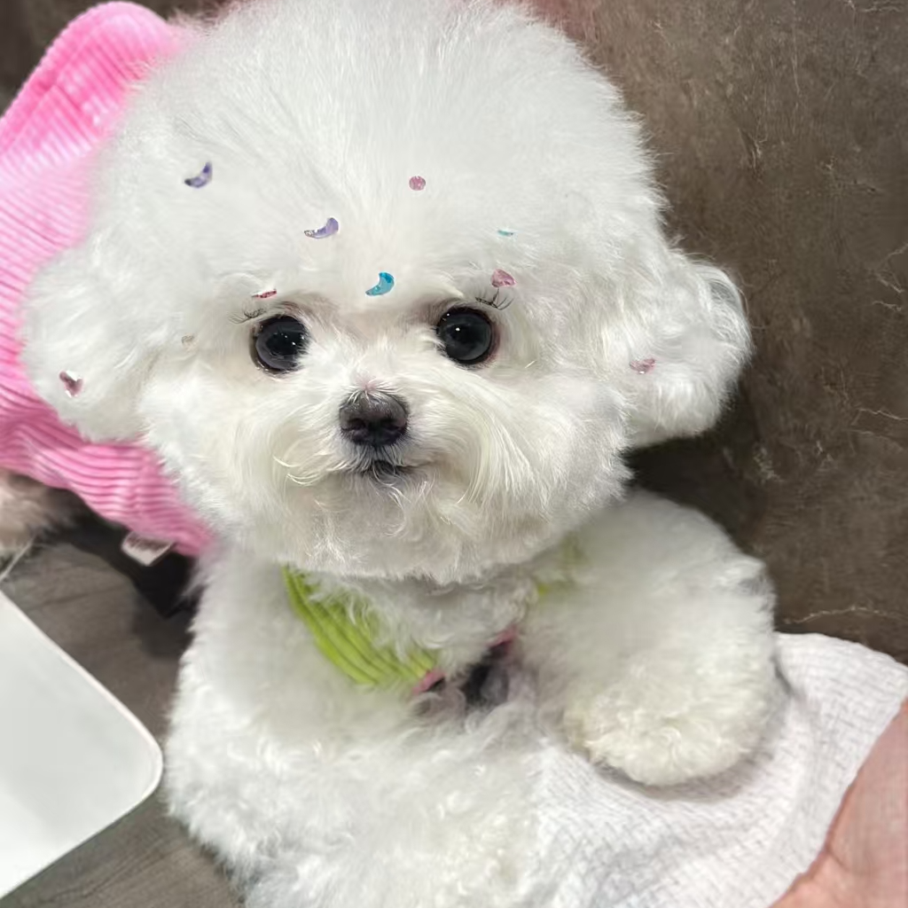 小型犬比熊宠物                      衣服                  TT