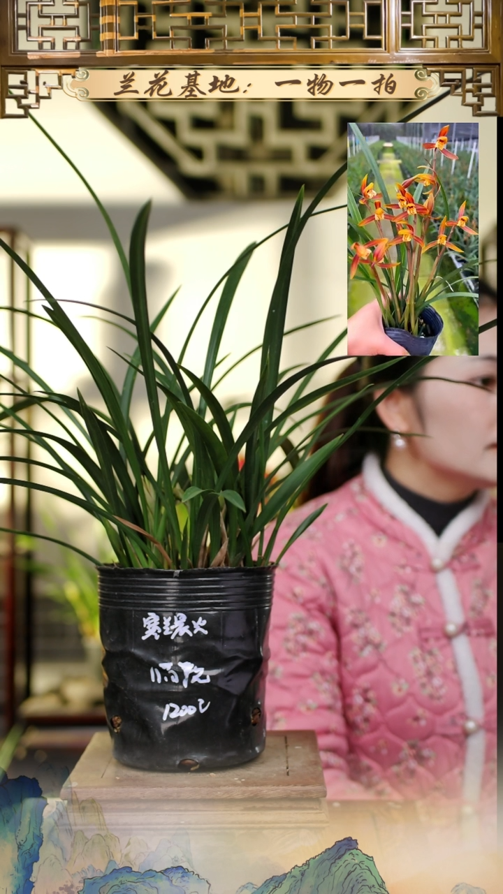 全部花苞寒兰晨光