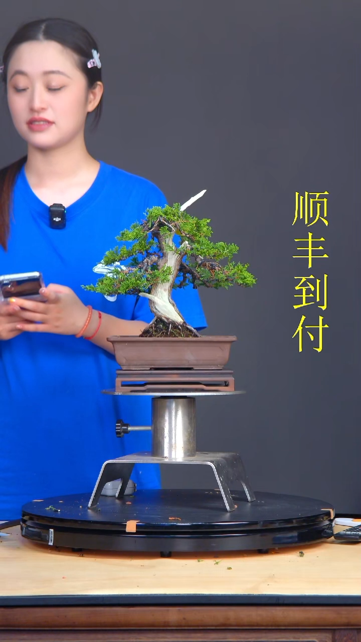 无花朵仲*17505真柏