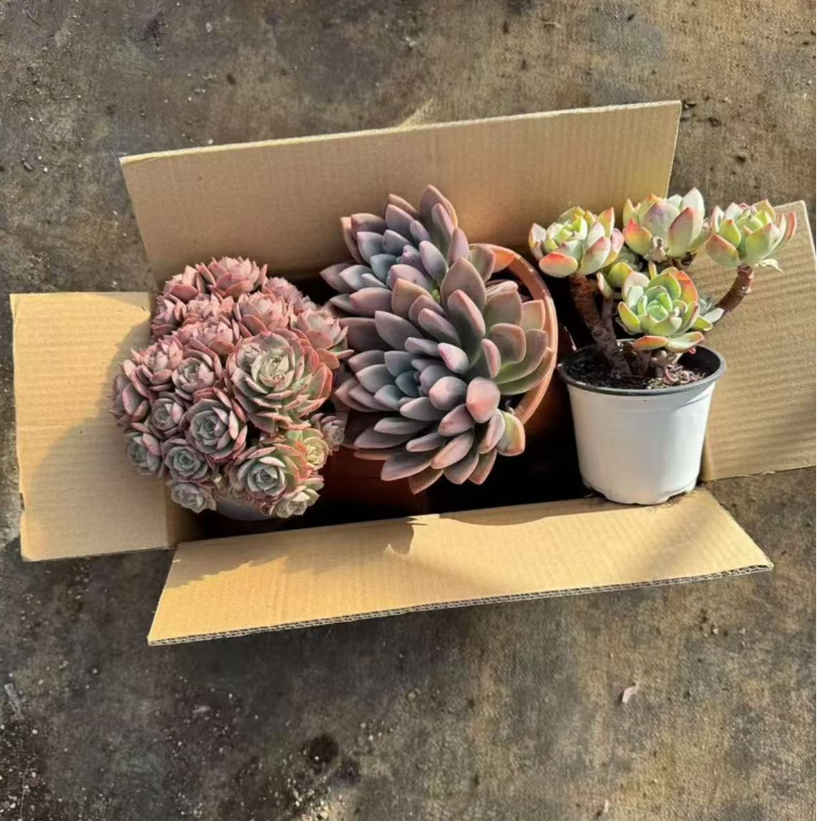 箱拍多肉（至少一颗大货）优选精选发货