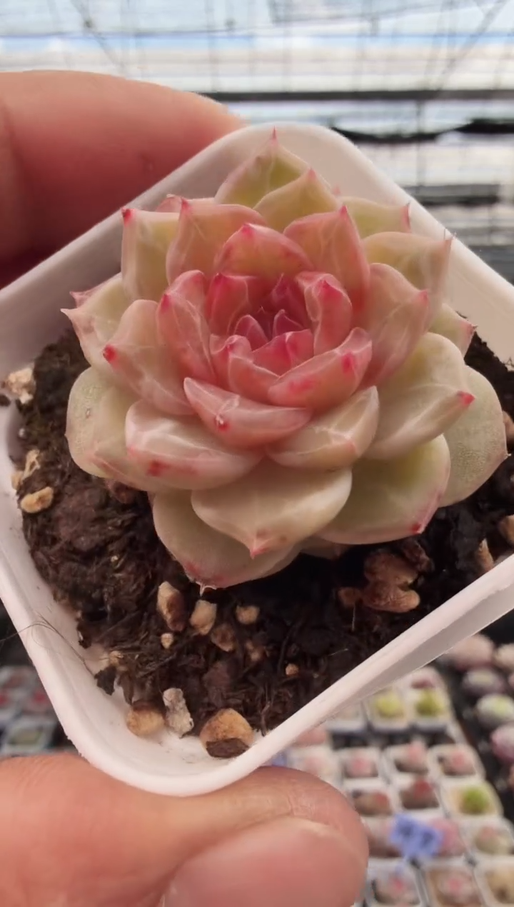 东云多肉园新款-98