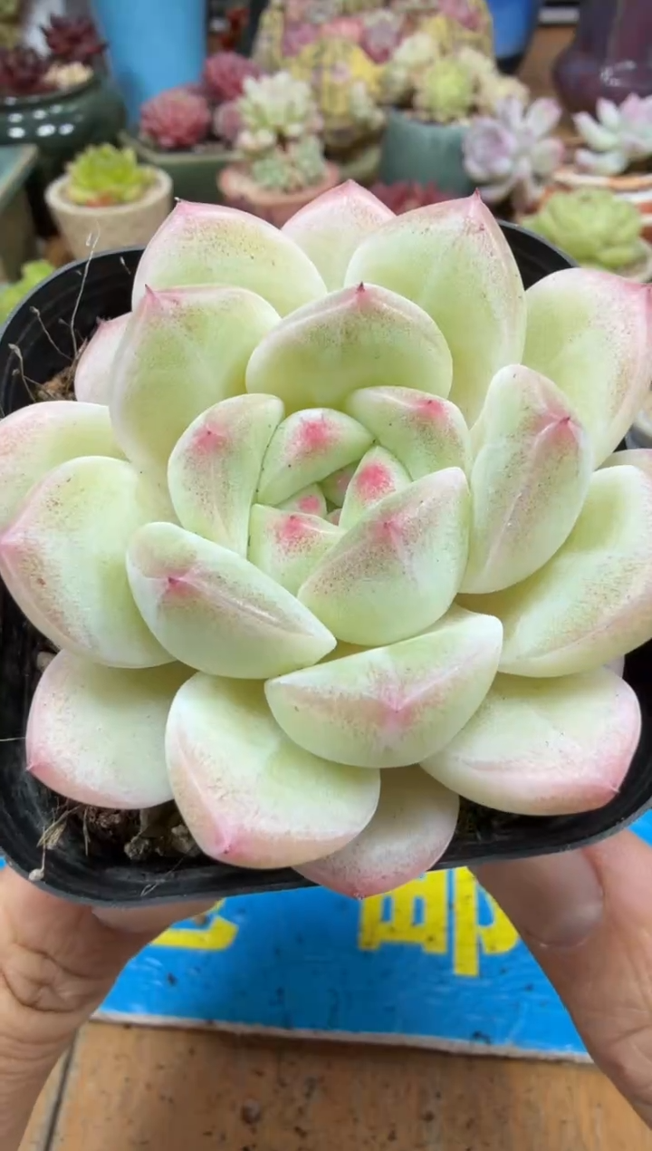 东云多肉园二店-229