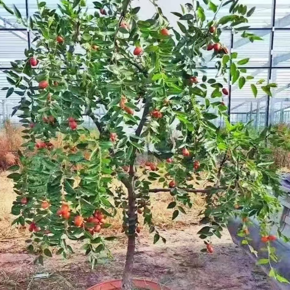 一物一拍 精品盆栽蟠枣状元红葫芦枣冰糖枣