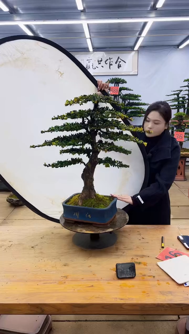 【闪购商品】高端盆景一物一拍，所见即所得