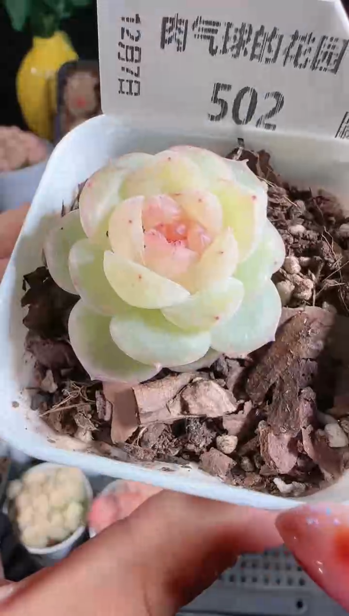 1207-502若梦多肉群生不包整