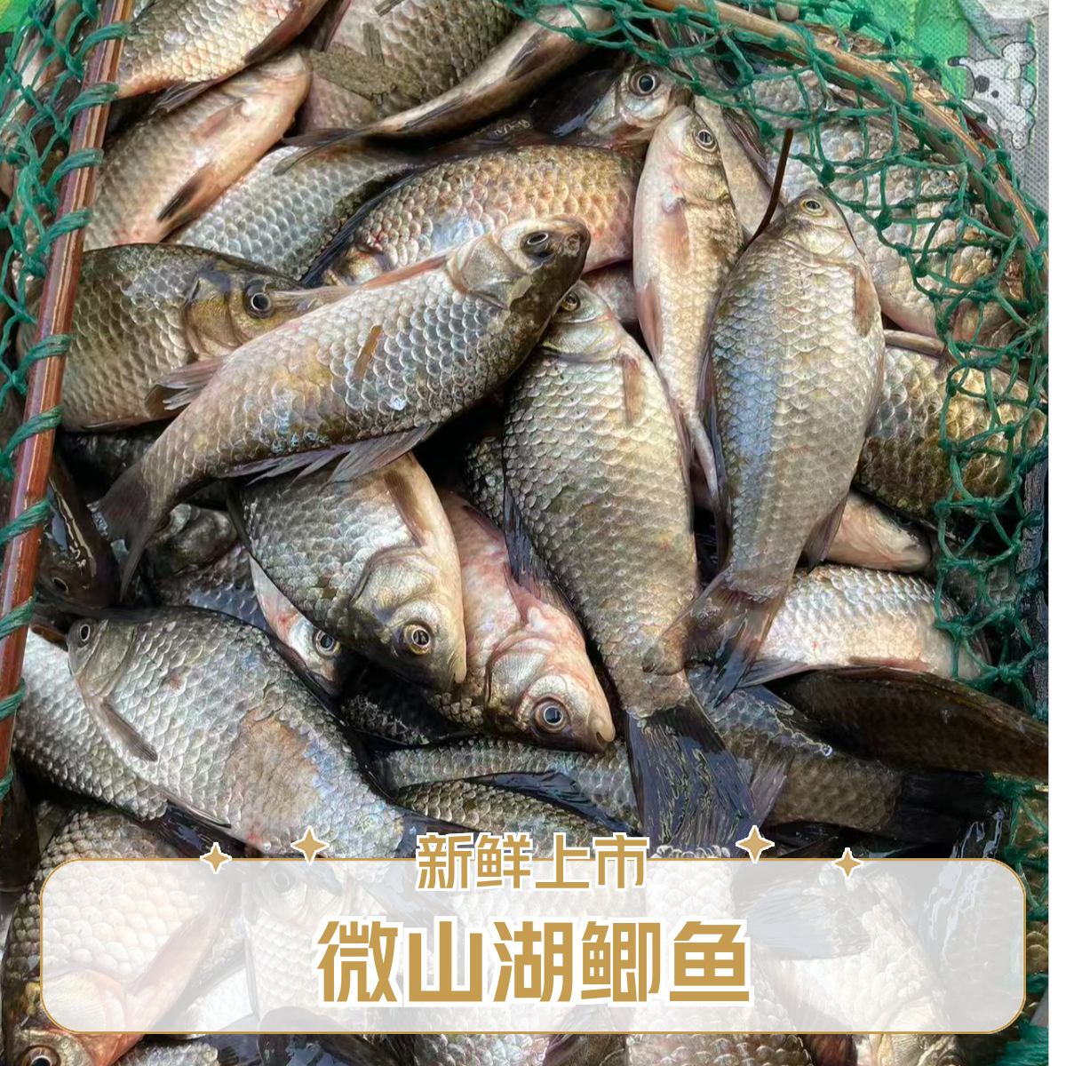 微山湖野生鲫鱼不杀适合煎炸 5斤  一两左右