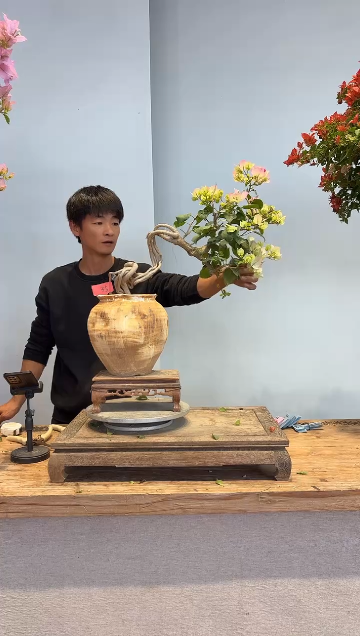 以实际为准尚**佑三角梅35