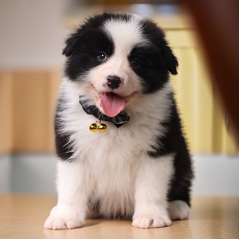 栗子宝哥聊边牧黑白边牧 活体 宠物狗狗