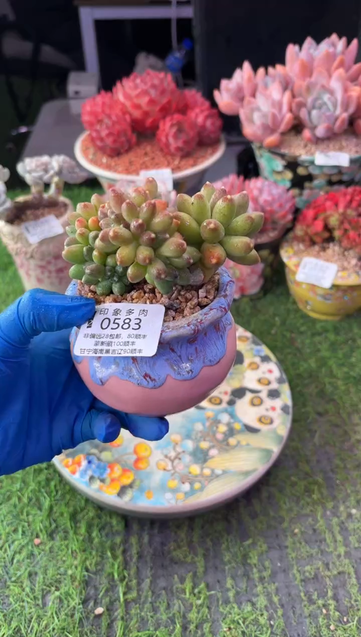昆明印象多肉0583