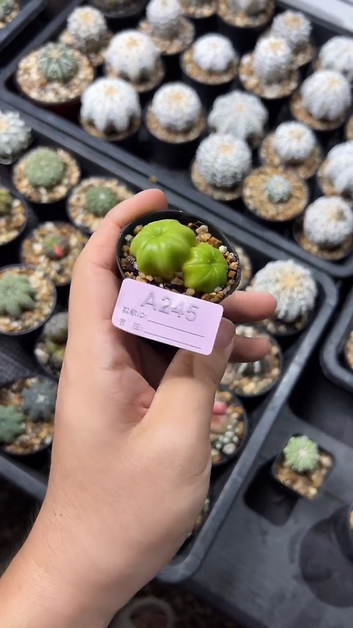 鍒***?实生根星兜一颗编码A245