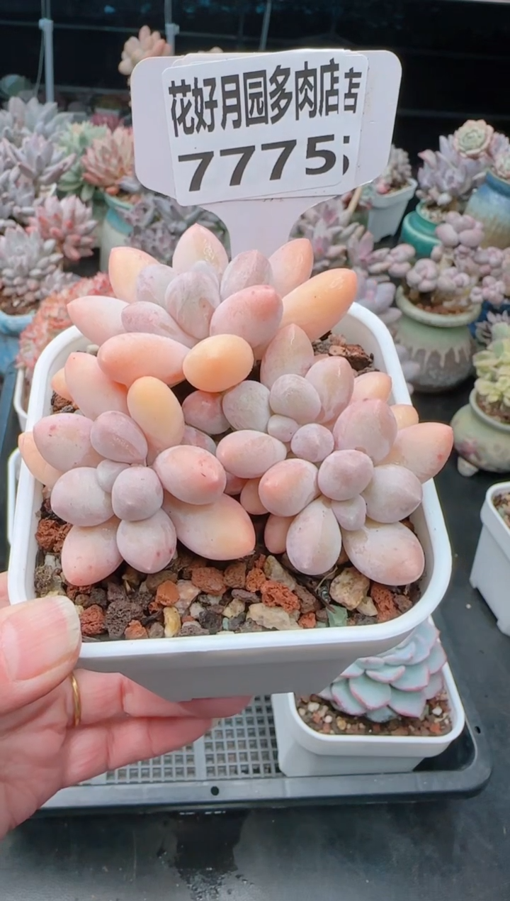 【闪购商品】7775香水手指