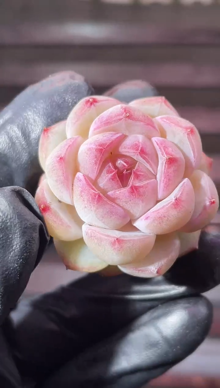 13-29 P女王2-3厘米量拍发一颗