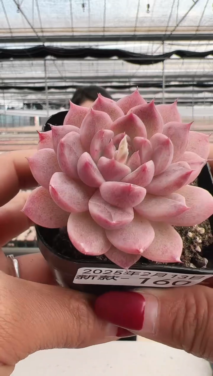 【闪购商品】新款多肉-160