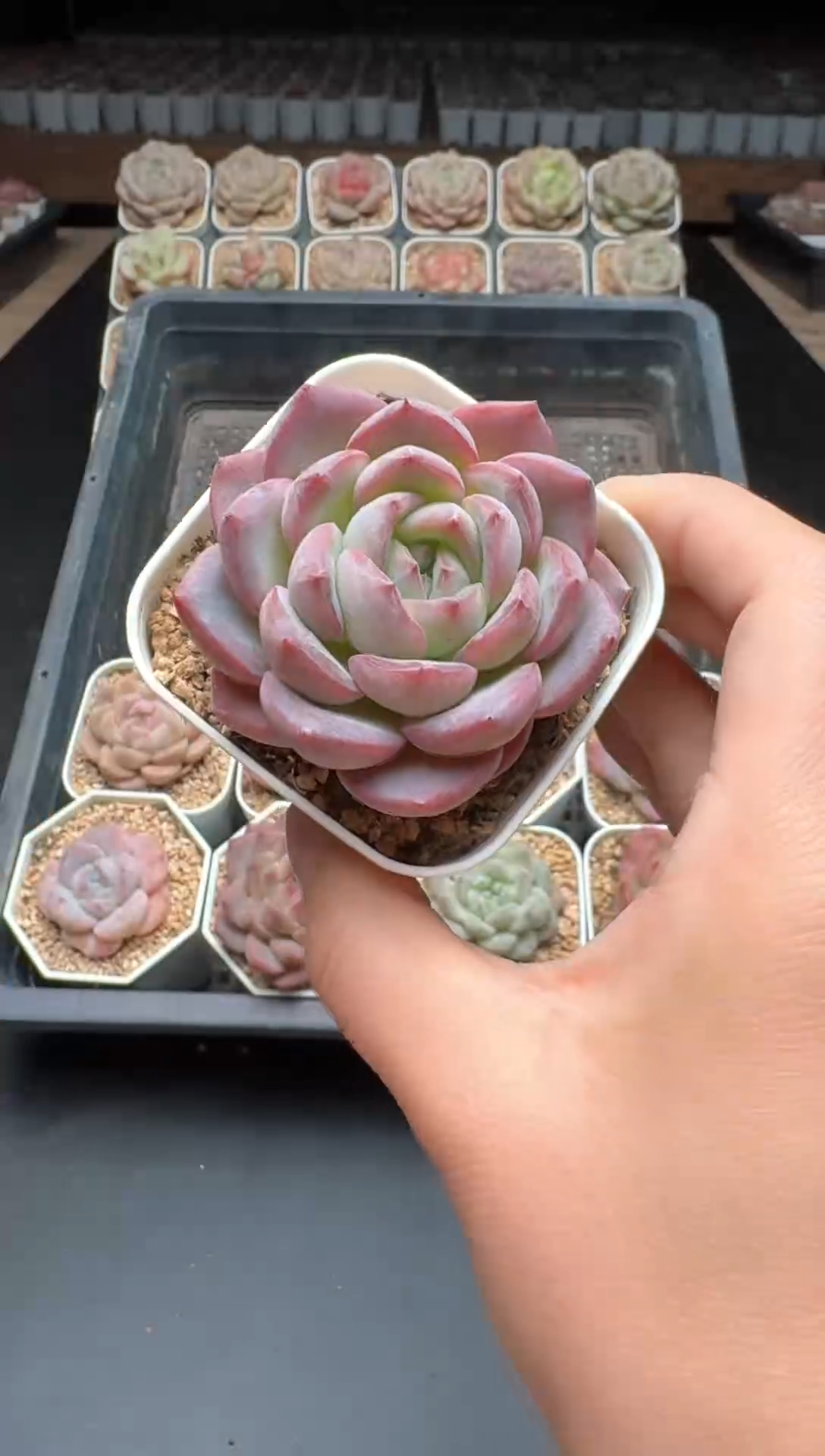 【闪购商品】216号一物一拍珍妮多肉花卉植物3颗起发