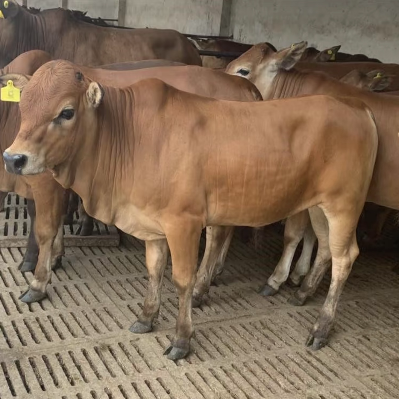 【清真】新鲜牛肉现场称重（清炖/红烧/原切） 京津冀包邮