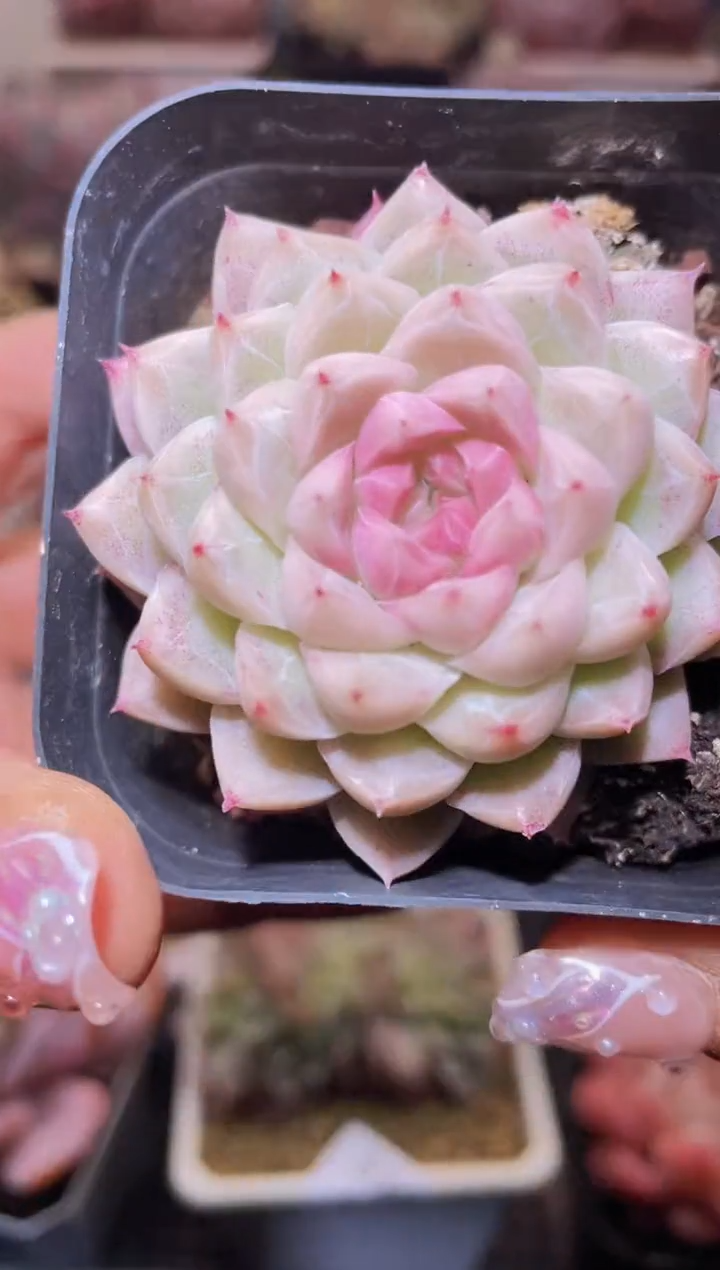 【闪购商品】338梦境