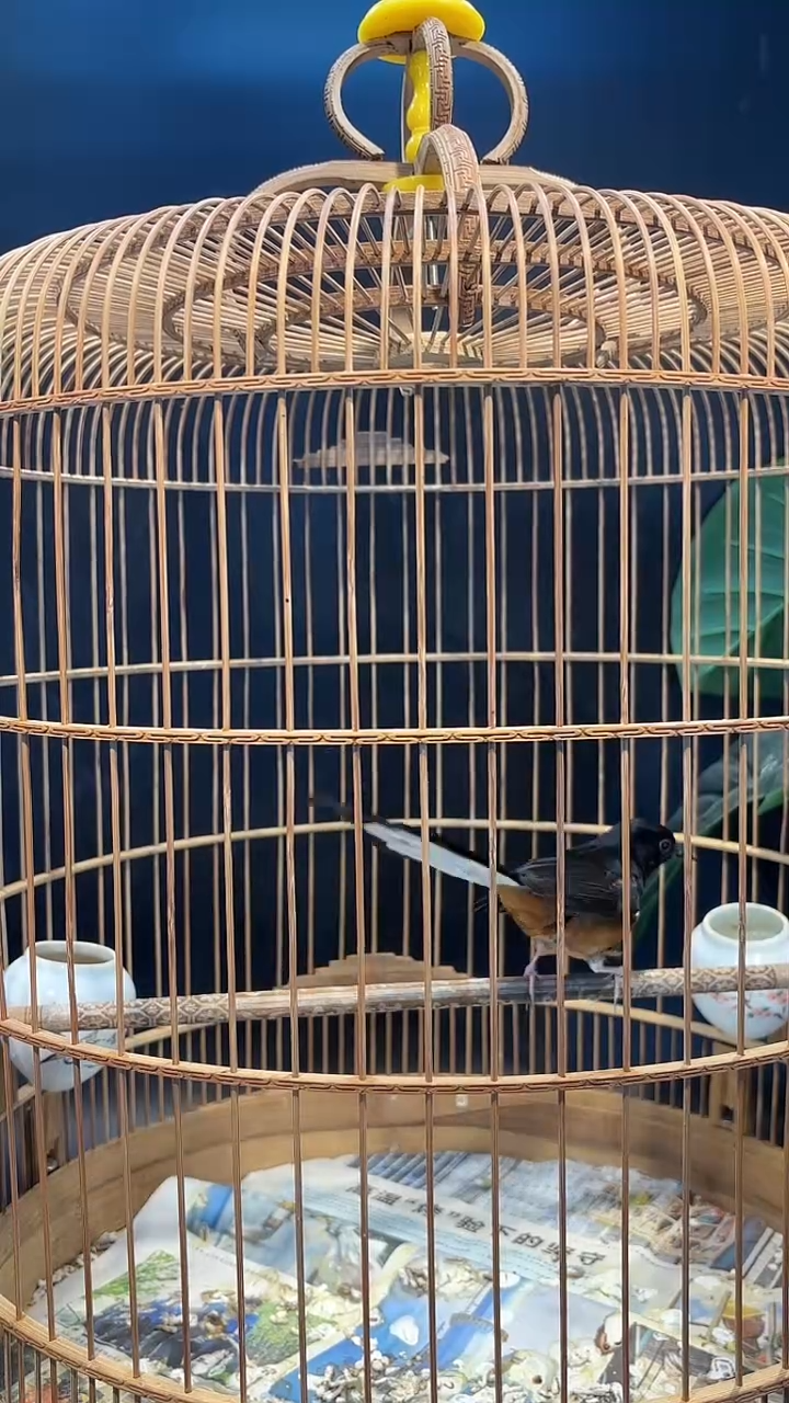 24号   长尾养笼0元起拍