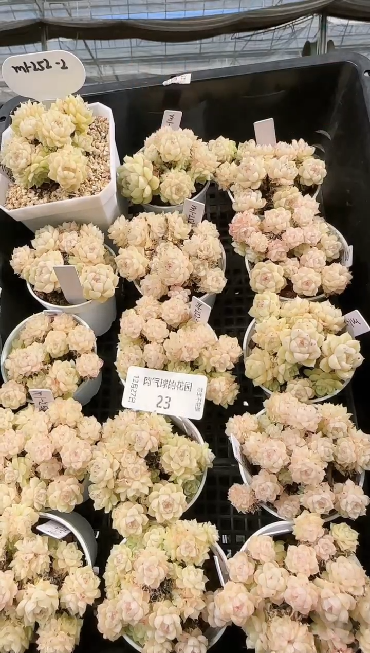  1227-23m1-252-2多肉量拍任意发一颗群生不包整