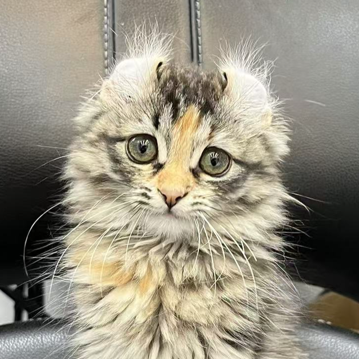 来了姊妹-棕补丁卷耳猫 妹妹 12