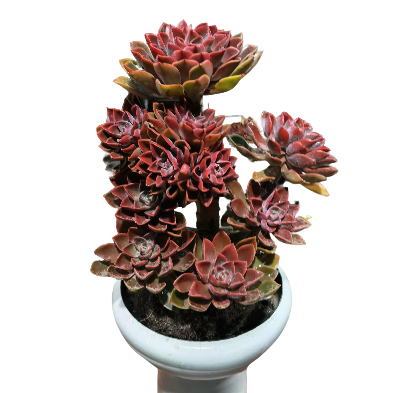 精品多肉 精品大号琼斯