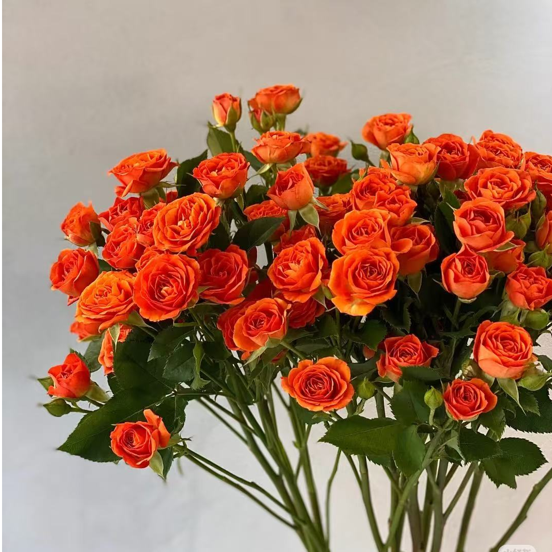 5支装橙色芭比多头泡泡