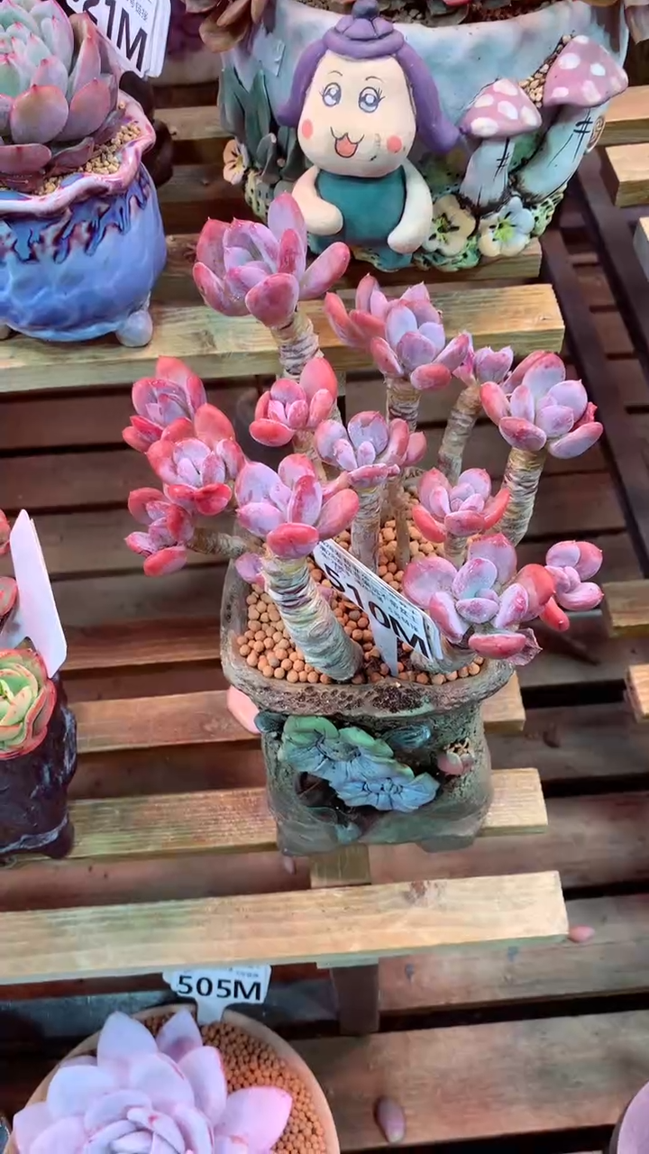 510M（一物一拍，精品多肉，所见即所得 ）