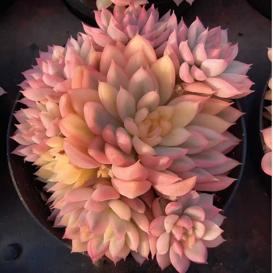 80#女雏锦小群（5-8cm）带盆土