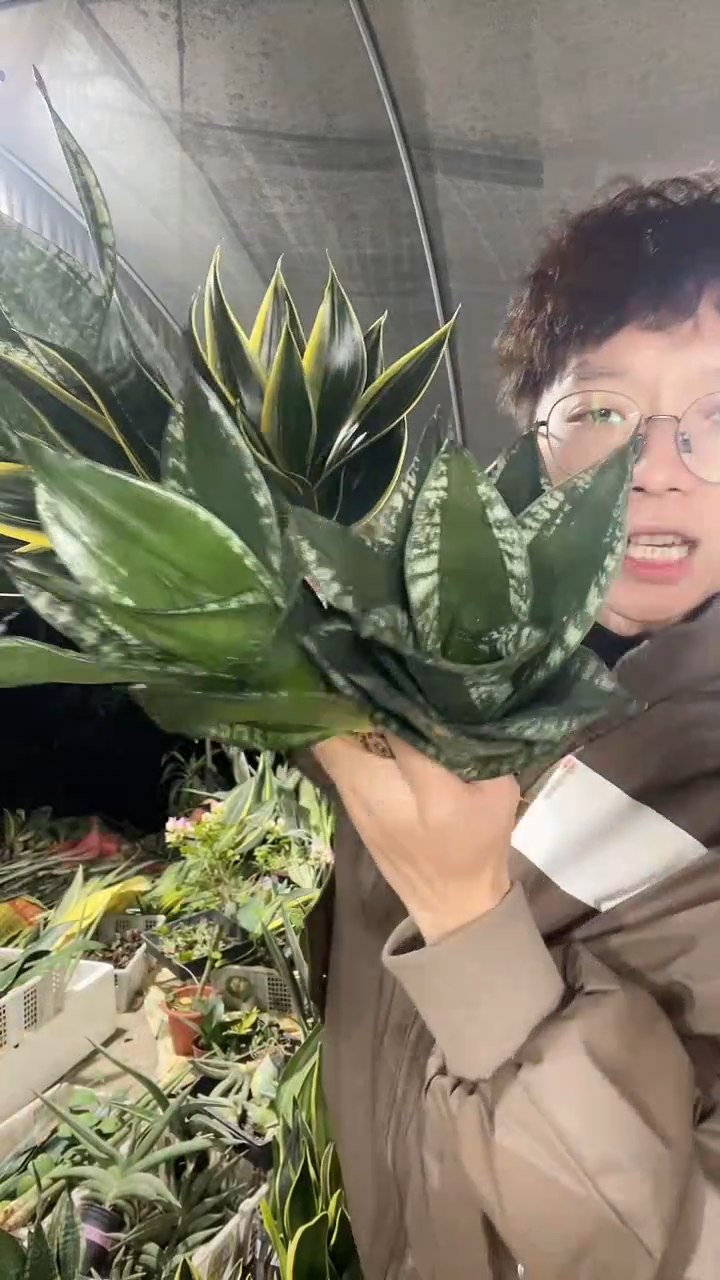 2黑金丝+2矮脚星空+1繁星组合19.8