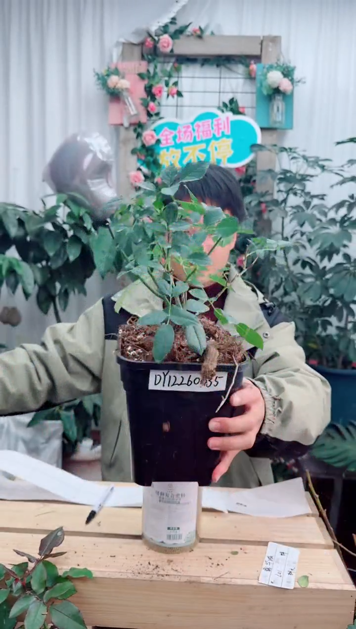 当前无花朵，栽培后可花朵南瓜酥 月季2.8升盆 根接 dy12260035