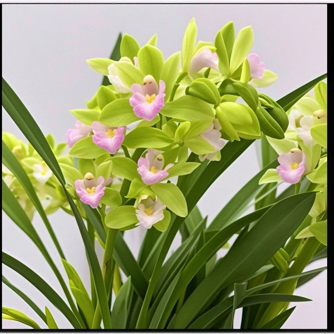 【基地直发年宵花】香水香兰浓香带花苞兰花室内外绿植盆栽好养易活
