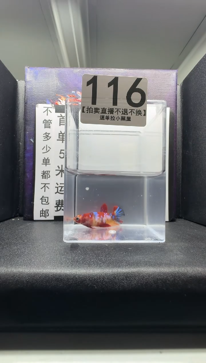 斗鱼母鱼编号：116