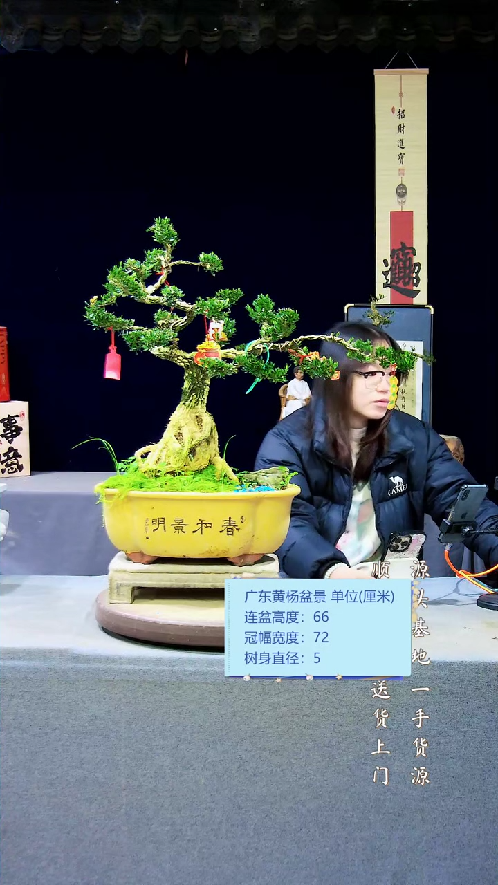 【闪购商品】黄杨盆景黄杨盆景