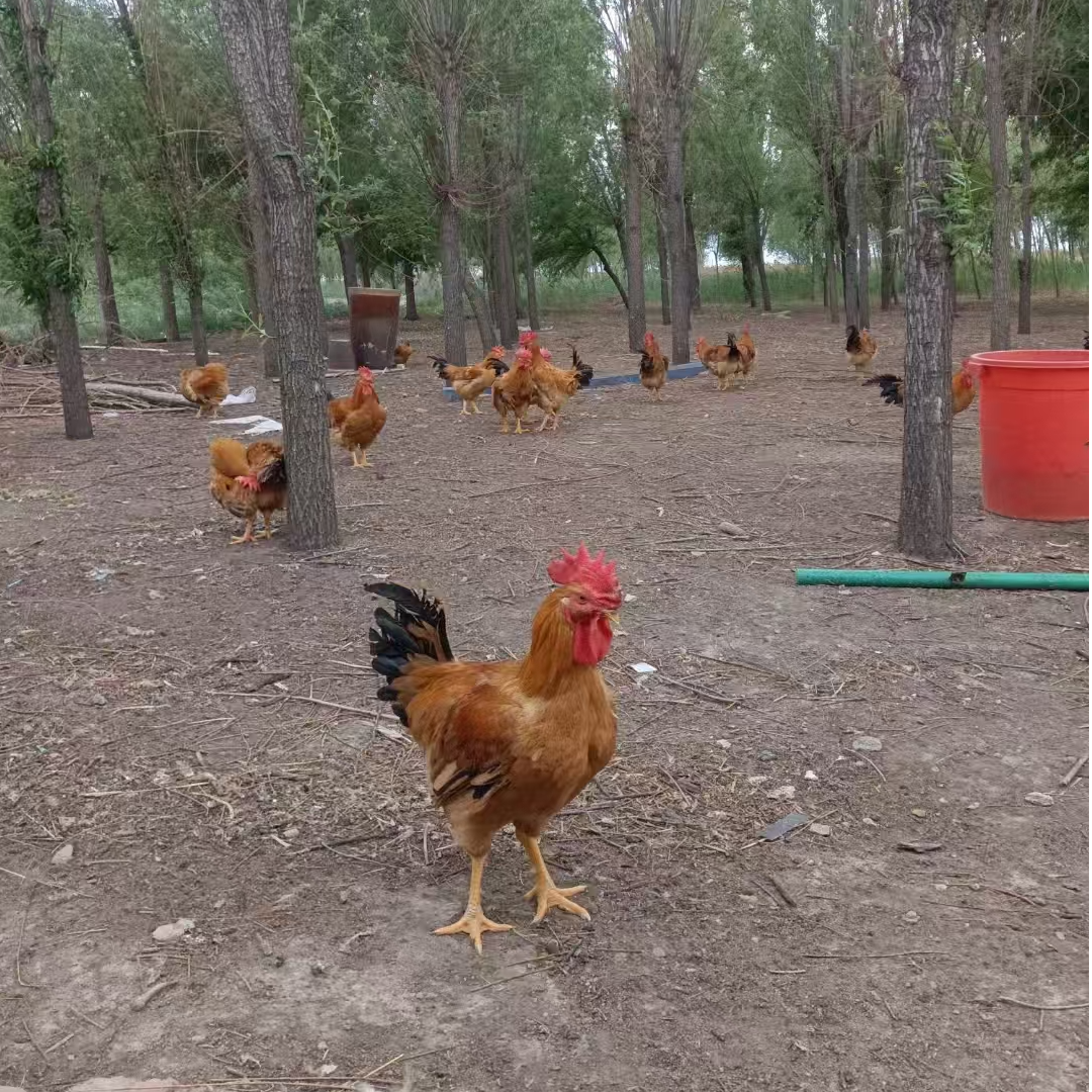 【两只】正宗东北土鸡笨鸡现杀现发