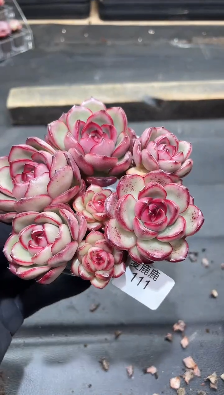111花田错      量拍