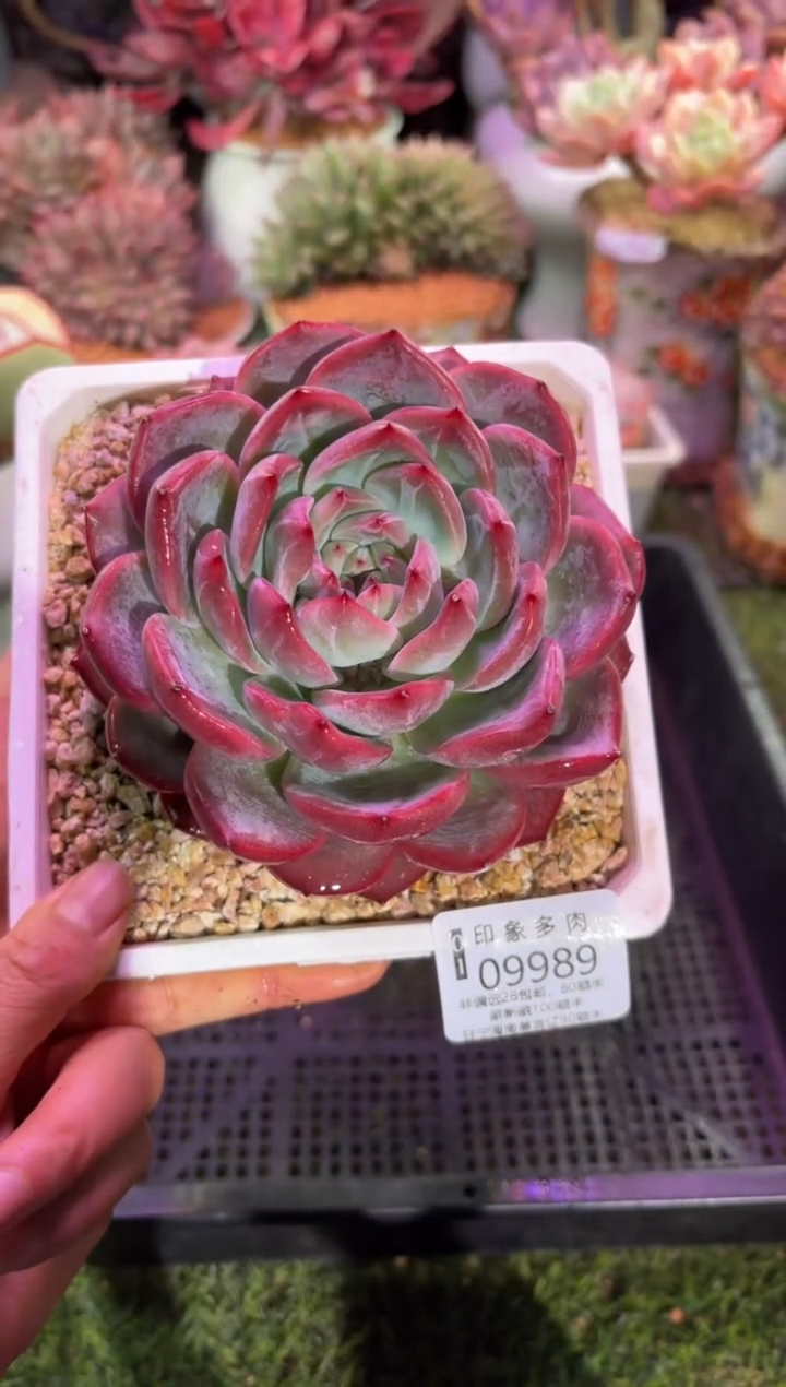 【闪购商品】09989