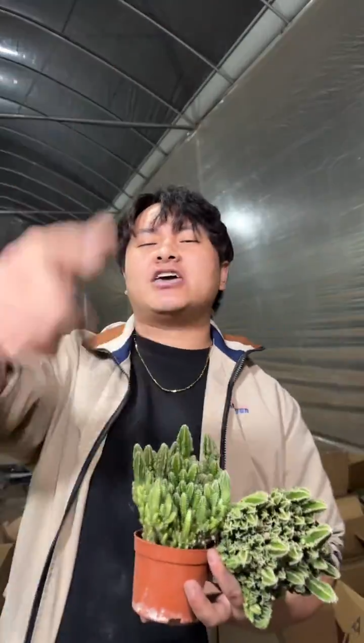 5颗 万重山 群生【带根】