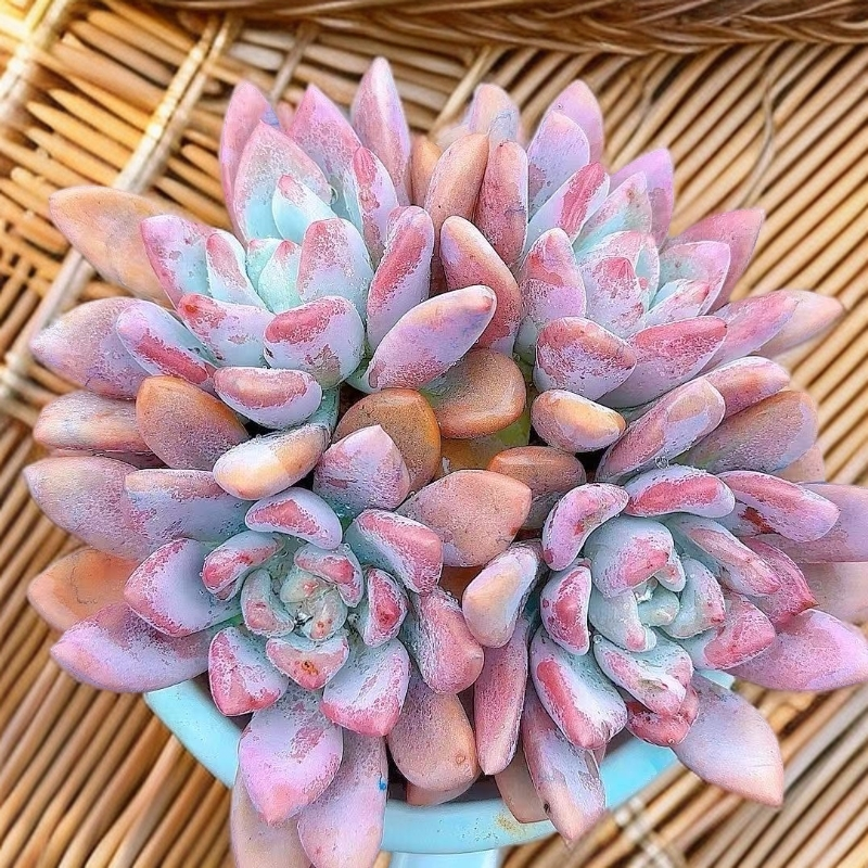 奥普脱土  灵峰多肉净化空气