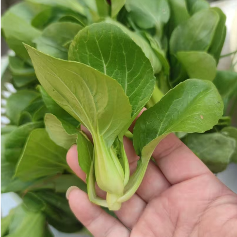 【兵支书助农】农家上海青京东包邮