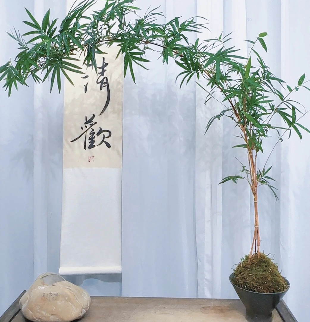 {一物一拍}观音竹佛肚竹内门竹红寒竹小叶簕竹室内观赏(直播有效）