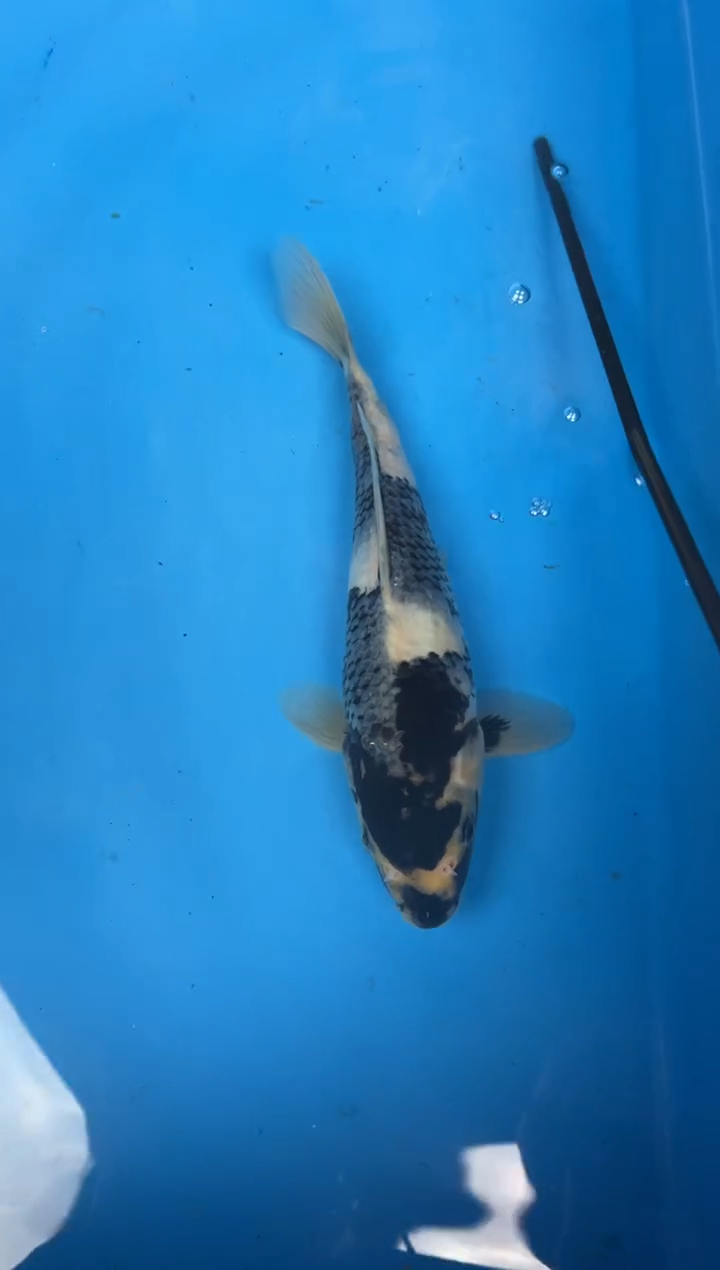 锦鲤大*19号锦鲤鱼 闪购白写