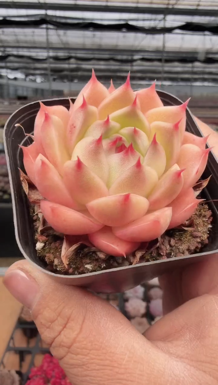 东云多肉园新款-421