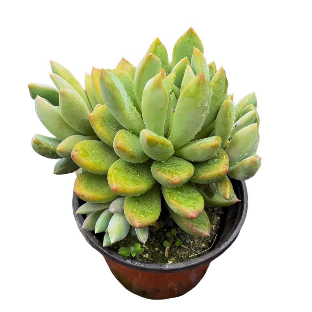 红象牙脱土（多肉植物）满19.9包邮 云南基地源头直发新手好养