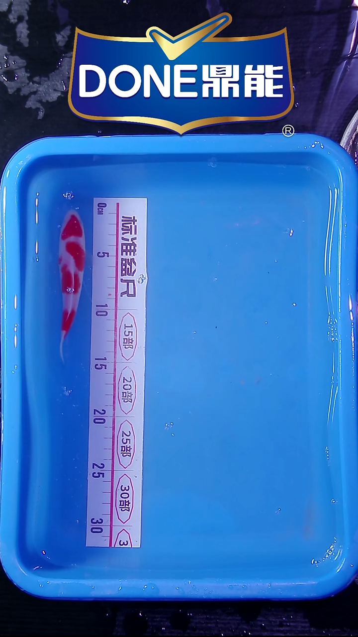 锦鲤鱼悦鱼乐 直播间菁选 对版发货 4号