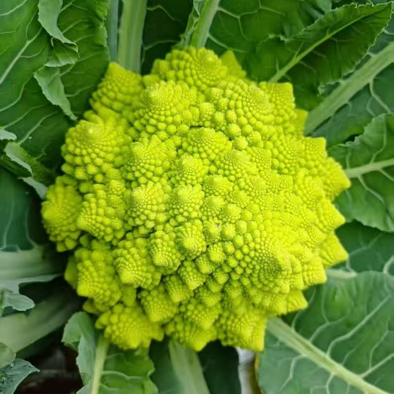 山东直发有机宝塔菜花菜沙拉食材