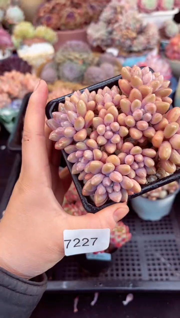 【闪购商品】7227星黛露多肉